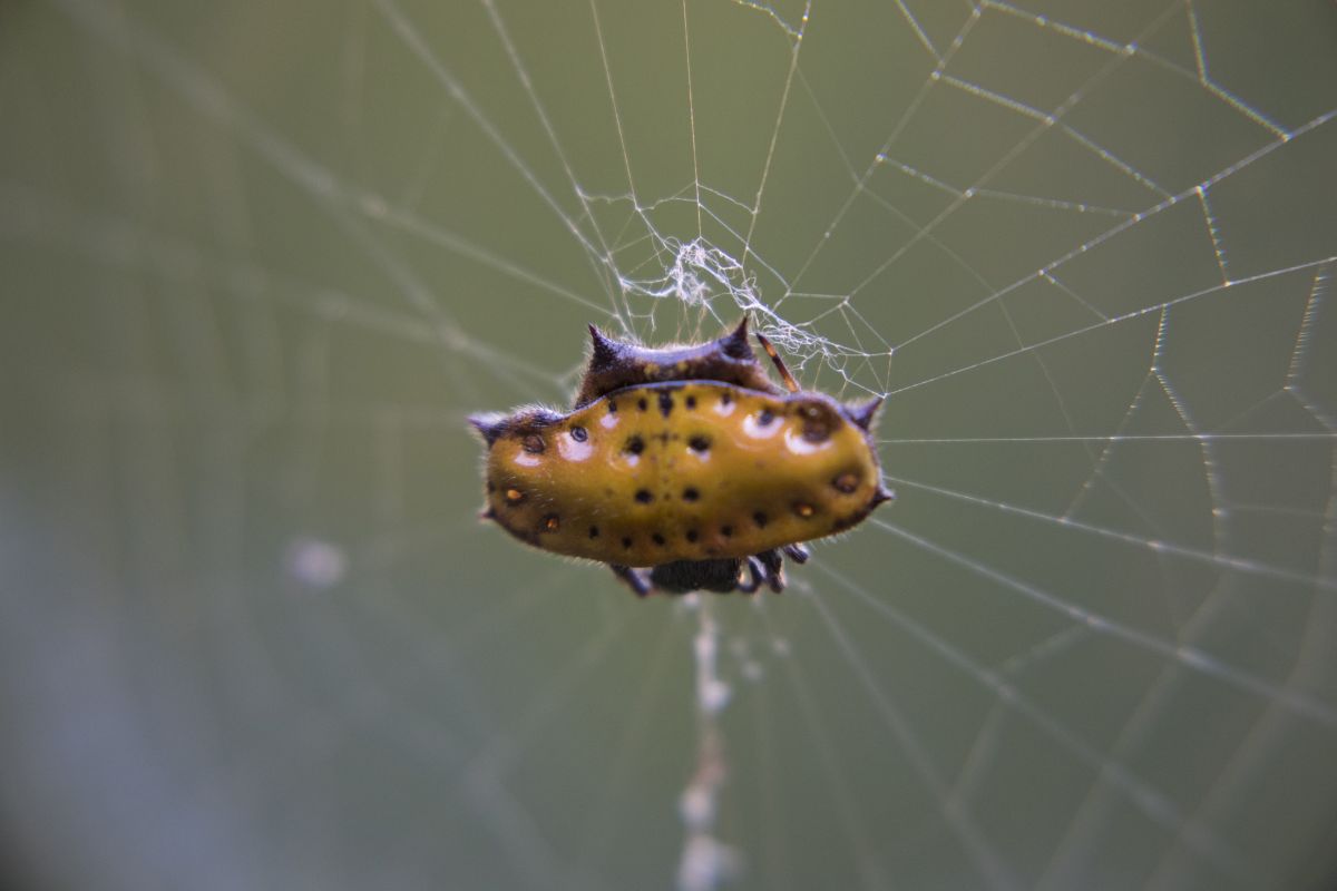 Aranha-espinhosa (Gasteracantha cancriformis) | Claudionor dos Santos