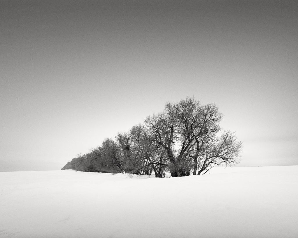 Árvores em Linha | Bernardo Möller
