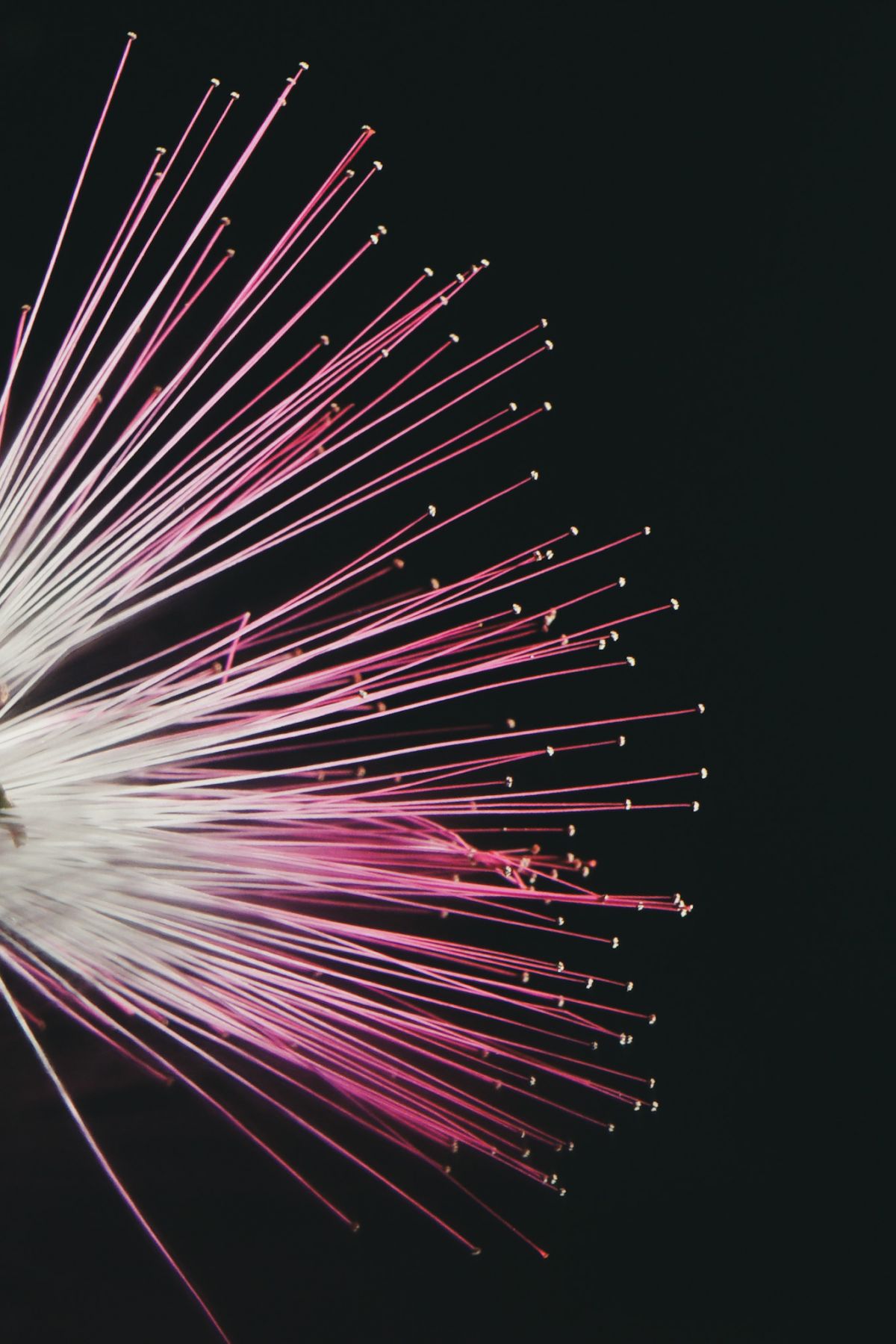 Calliandra Noturna | JUNIOR CESAR WEISS