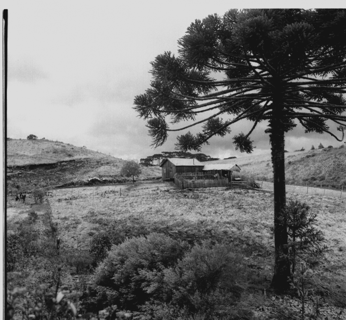 Bucólica 1.344 x 1.244, fotografia, 1970 | Alceu Feijó