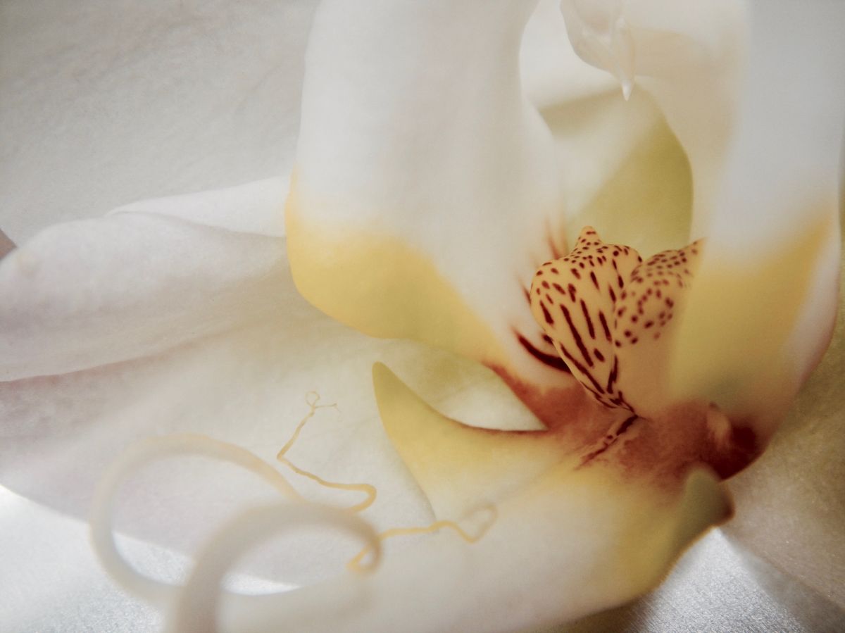 Sem Título (série Orquídeas) | Clara Bohrer