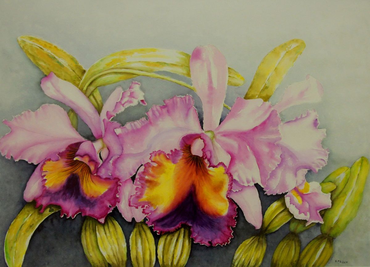 Orquídeas, Minhas Paixões, | G.Feller